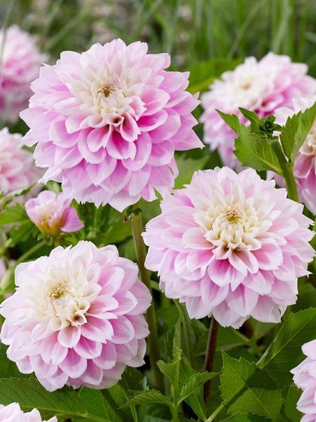Sweet Love 41 фото