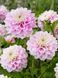 Sweet Love 41 фото 2