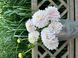 Sweet Love 41 фото 1
