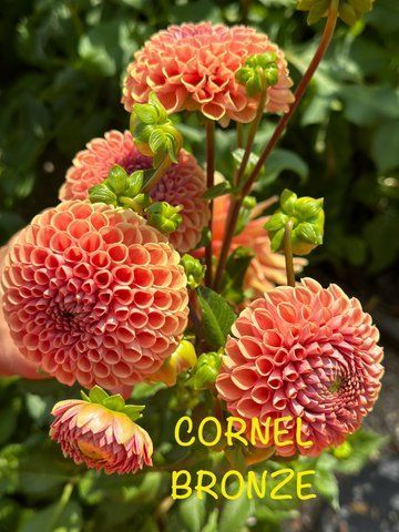 Cornel Bronze 1 фото