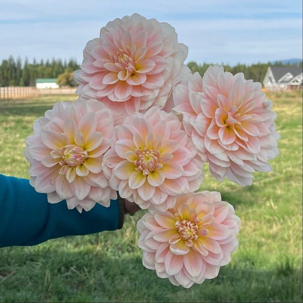 Sheer Heaven 3 фото