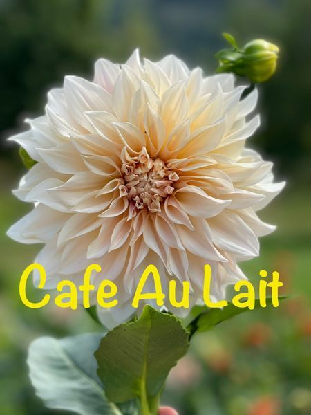 Cafe Au Lait 4 фото