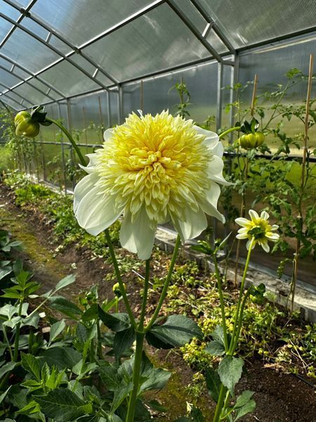 Platinum Blonde 52 фото