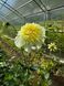 Platinum Blonde 52 фото 3