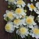Platinum Blonde 52 фото 1