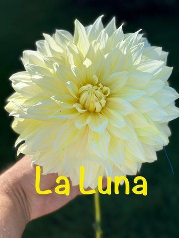La Luna 5 фото
