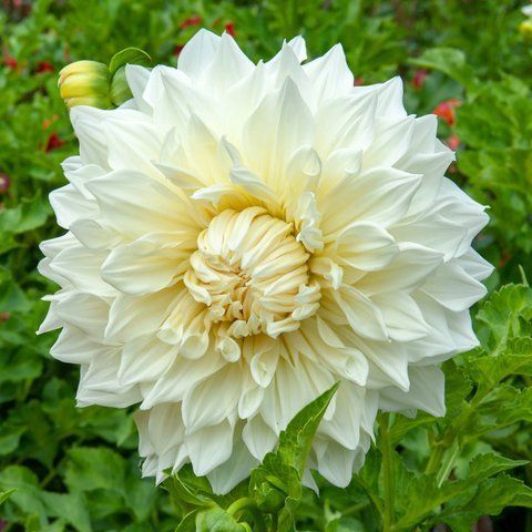 Fleurel 53 фото