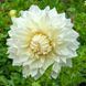 Fleurel 53 фото 1