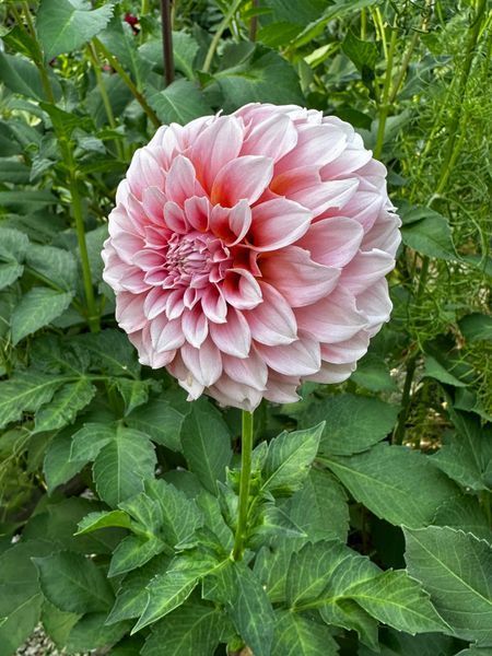 Peaches N' Cream 55 фото