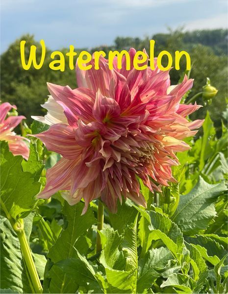 Watermelon 7 фото