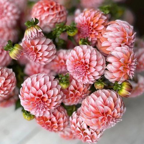 Peaches N' Cream 55 фото