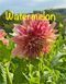 Watermelon 7 фото 2
