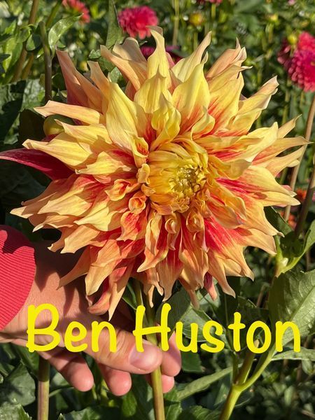 Ben Huston 8 фото