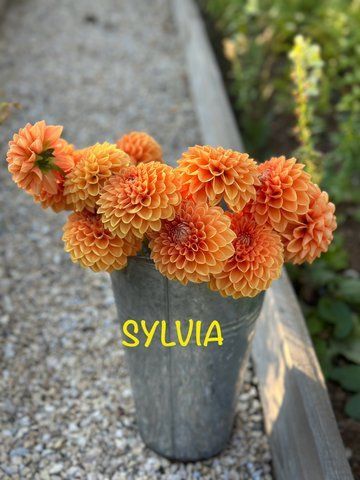 Sylvia 13 фото
