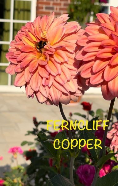 Ferncliff Copper  14 фото