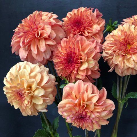 Ferncliff Copper  14 фото
