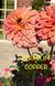 Ferncliff Copper  14 фото 2