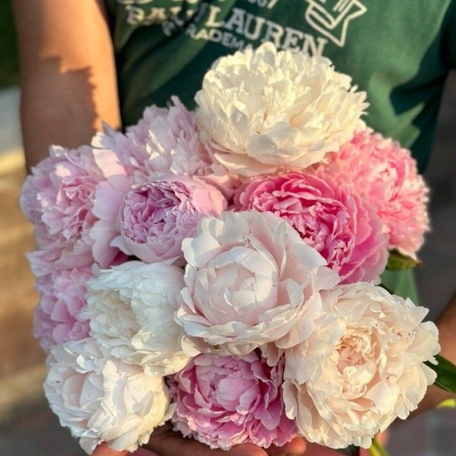 My peonies