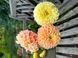 Crichton Honey 63 фото 1