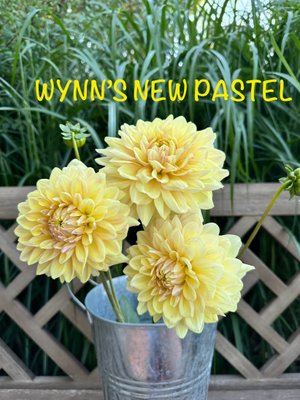 Wyn's New Pastel - слабкі корінці 16 фото