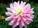 Chilson's Pride 65 фото 1