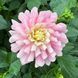 Chilson's Pride 65 фото 2