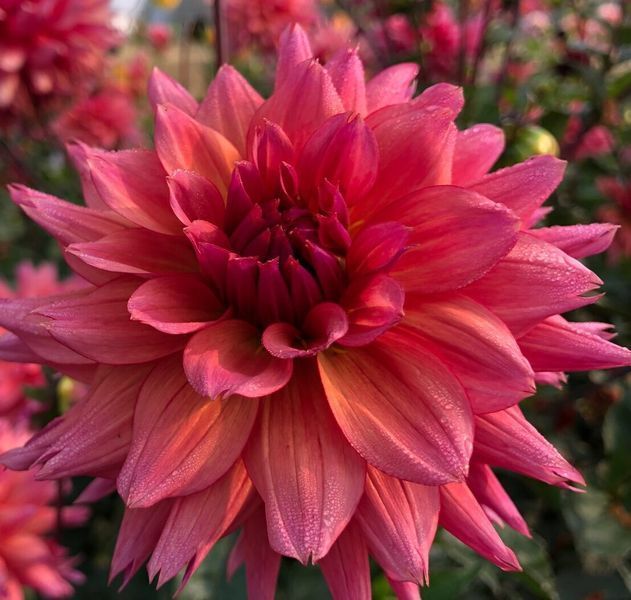 Sonic Bloom 30 фото