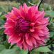 Sonic Bloom 30 фото 1
