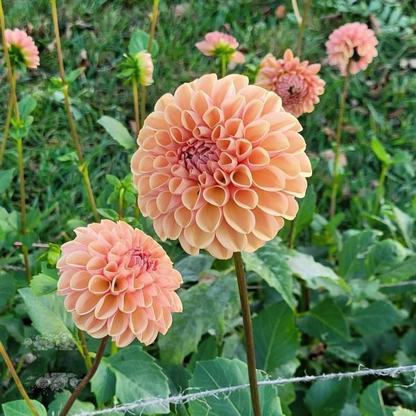 Valley Tawny 31 фото