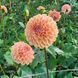 Valley Tawny 31 фото 2