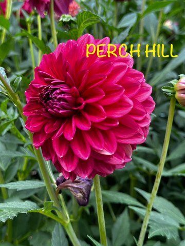 Perch Hill 34 фото