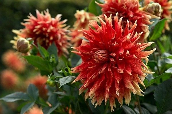Autumn Sunburst 19 фото
