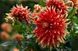 Autumn Sunburst 19 фото 2