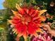 Autumn Sunburst 19 фото 1
