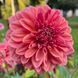 Perch Hill 34 фото 2