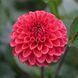 Zundert Mystery Fox 36 фото 2