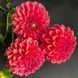 Zundert Mystery Fox 36 фото 1