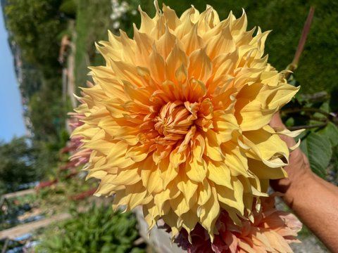 Hamari Gold 45 фото